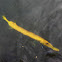 Pez Trompeta Amarillo / Chinese Trumpetfish
