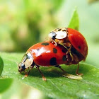 Joaninha (Harmonia ladybug)