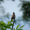 Red-whiskered Bulbul(紅耳鵯)