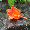 African Tulip Tree bloom