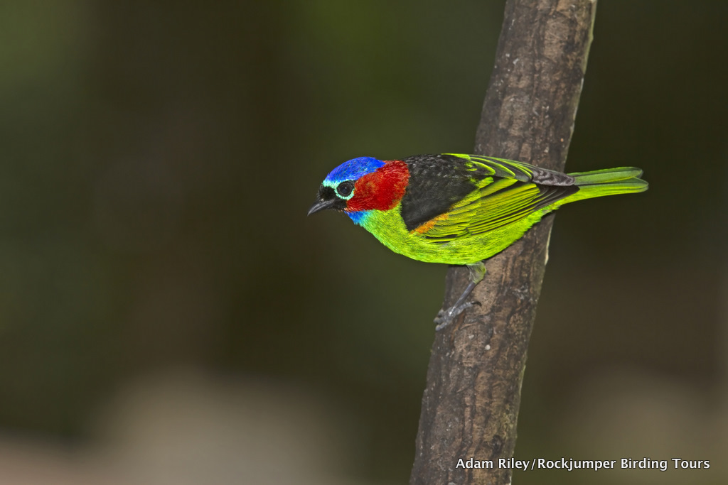 Red-necked Tanager