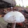 fool's mushroom, Destroying angel or the mushroom fool