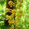 Robiquetia species orchid