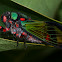 Neon cicada