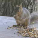 Eastern gray squirrel