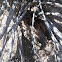 Arizona Blond Tarantula