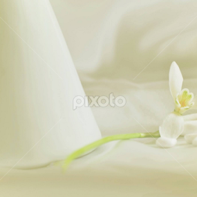 Snowdrop by Neli Dan - Digital Art Abstract