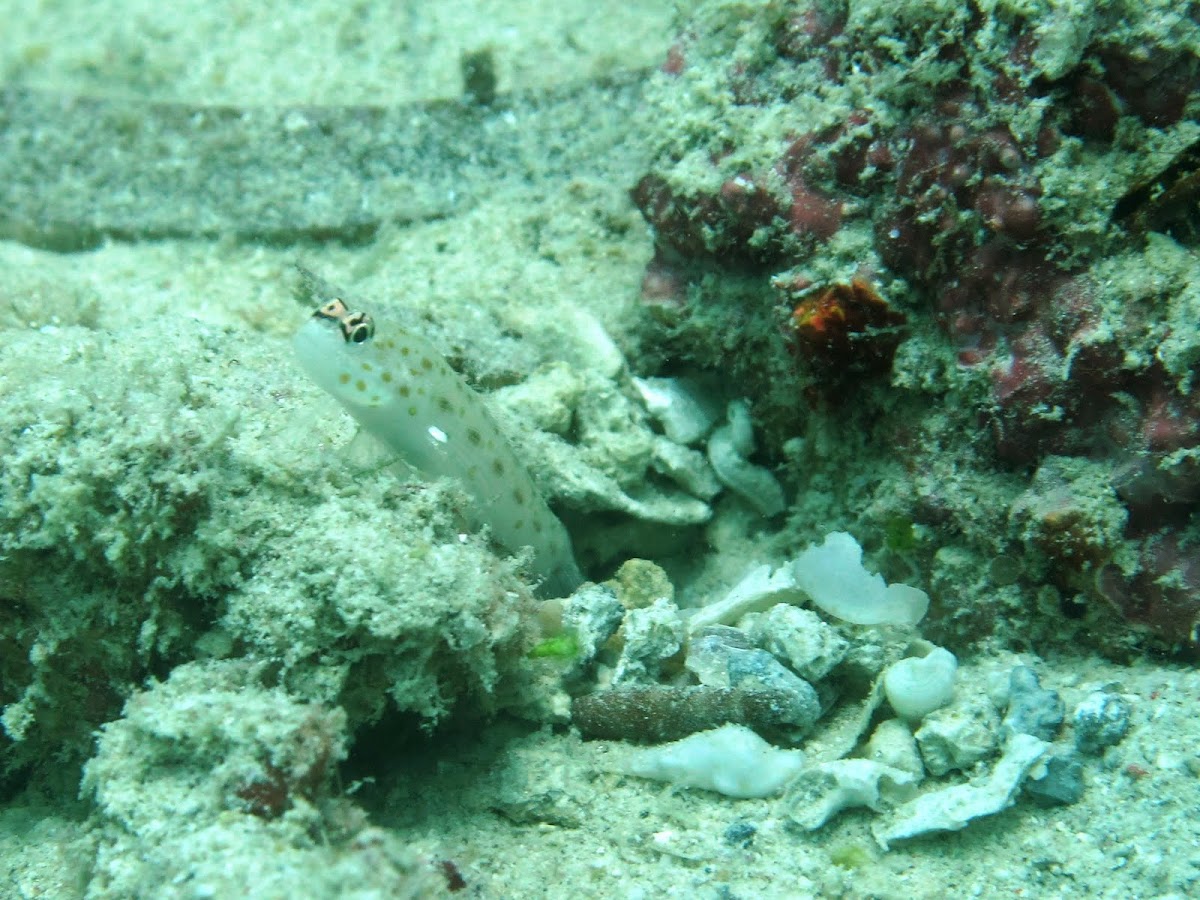 Goby and shrimp symbiosis