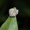 Aphid Lion