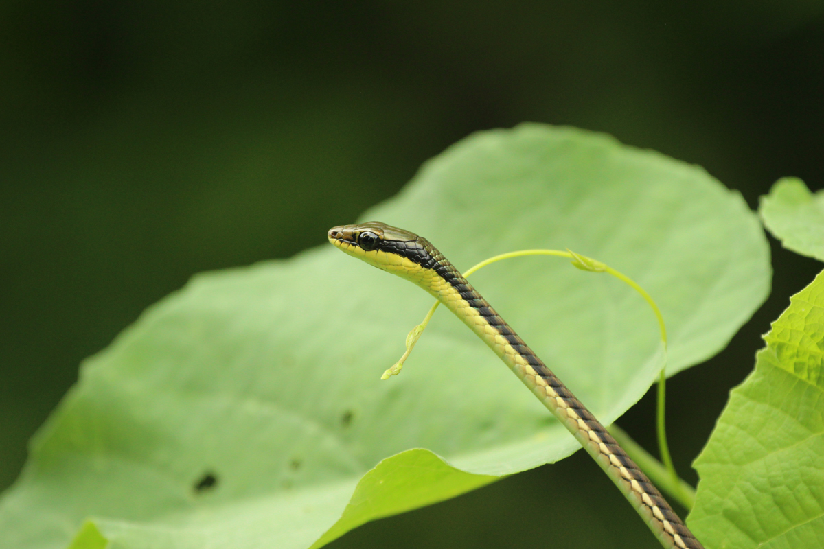 Painted Bronzeback