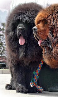Tibetan Mastiff Wallpapers Screenshots 4