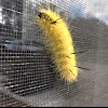 Dagger Moth Caterpillar