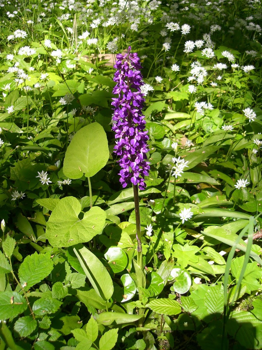 Early purple orchis