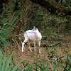 White-tailed Deer