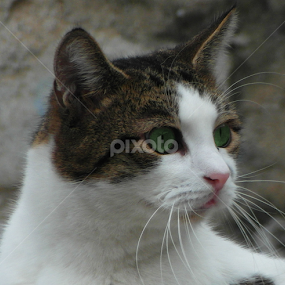 Cat by Bepina Spužvasta - Animals - Cats Portraits