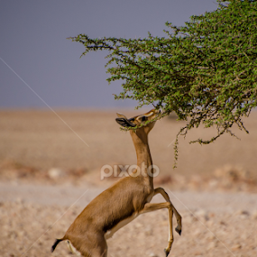 Ghasal by Ani Das - Animals Other