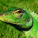 Common Green Forest Lizard