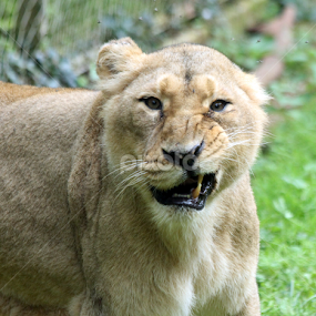 Lioness growl by Owen Taylor - Animals Lions, Tigers & Big Cats