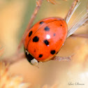 Seven-spotted ladybird beetle