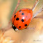 Seven-spotted ladybird beetle