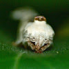Schlaeger's Fruitworm moth