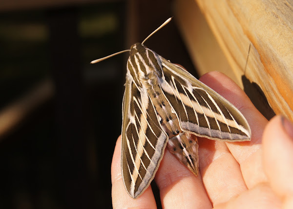 Hawk Moth or White Lines Sphynx | Project Noah