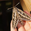 Hawk Moth or White Lines Sphynx