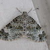 Double-banded Carpet Moth