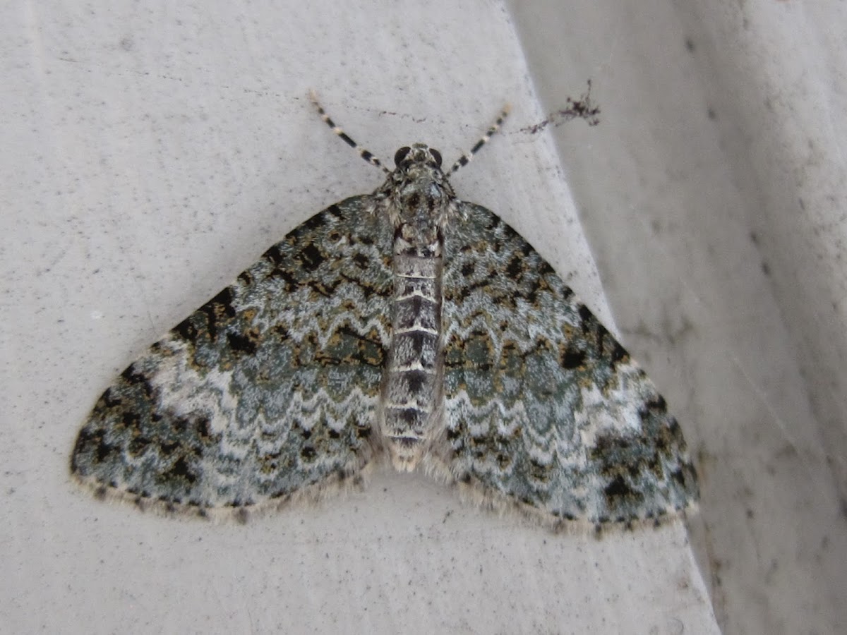 Double-banded Carpet Moth