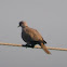 Eurasian collared dove