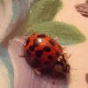Ladybug (Asian)