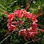 peacock flower