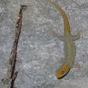 machorrito - yellow headed gecko