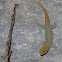 machorrito - yellow headed gecko