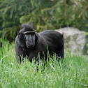 Celebes crested macaque