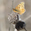 Variegated Fritillary Butterfly