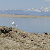 American Herring Gull (Colorado)
