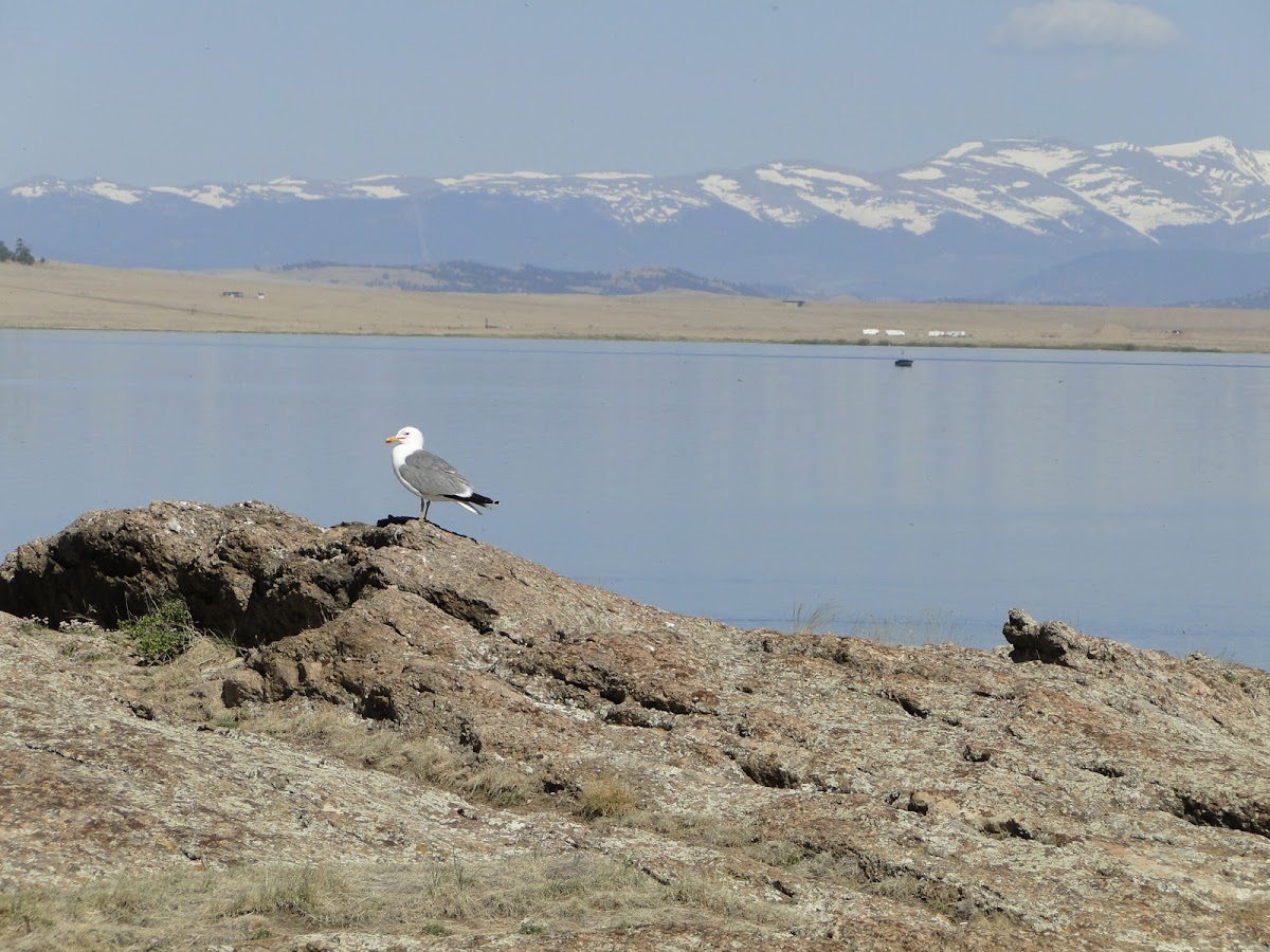 American Herring Gull (Colorado)