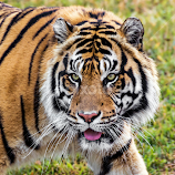 Tiger Face by Felix Collazo -  