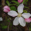 Unknown Apple Blossom