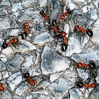 Red & Black Ants