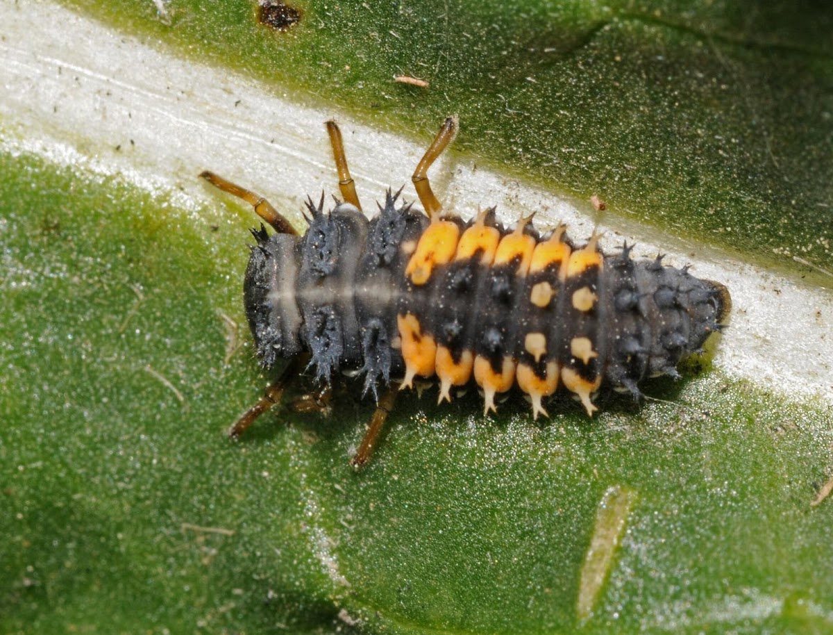 Multi-colored Asian lady beetle (larva)