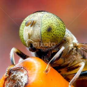 Hoverfly-Spotted Eye by Percy Photography - Animals Insects & Spiders
