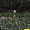 Little egrett