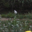 Little egrett