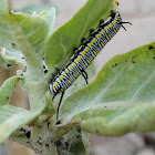 Caterpillar [Plain Tiger]