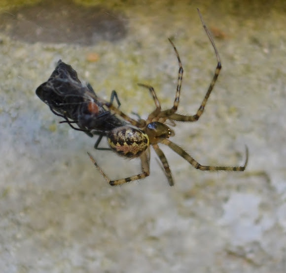 False house button spider Project Noah