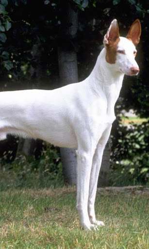 Ibizan Hound Wallpapers