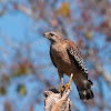 Red-shoulderd Hawk