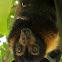Spectacled flying-fox